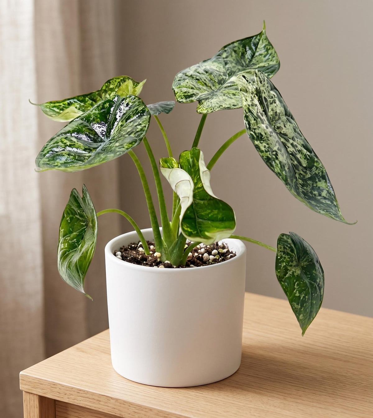 Alocasia 'Dragon Scale Mint' Indoor Plants 4" Pot Austin Jungle Co.