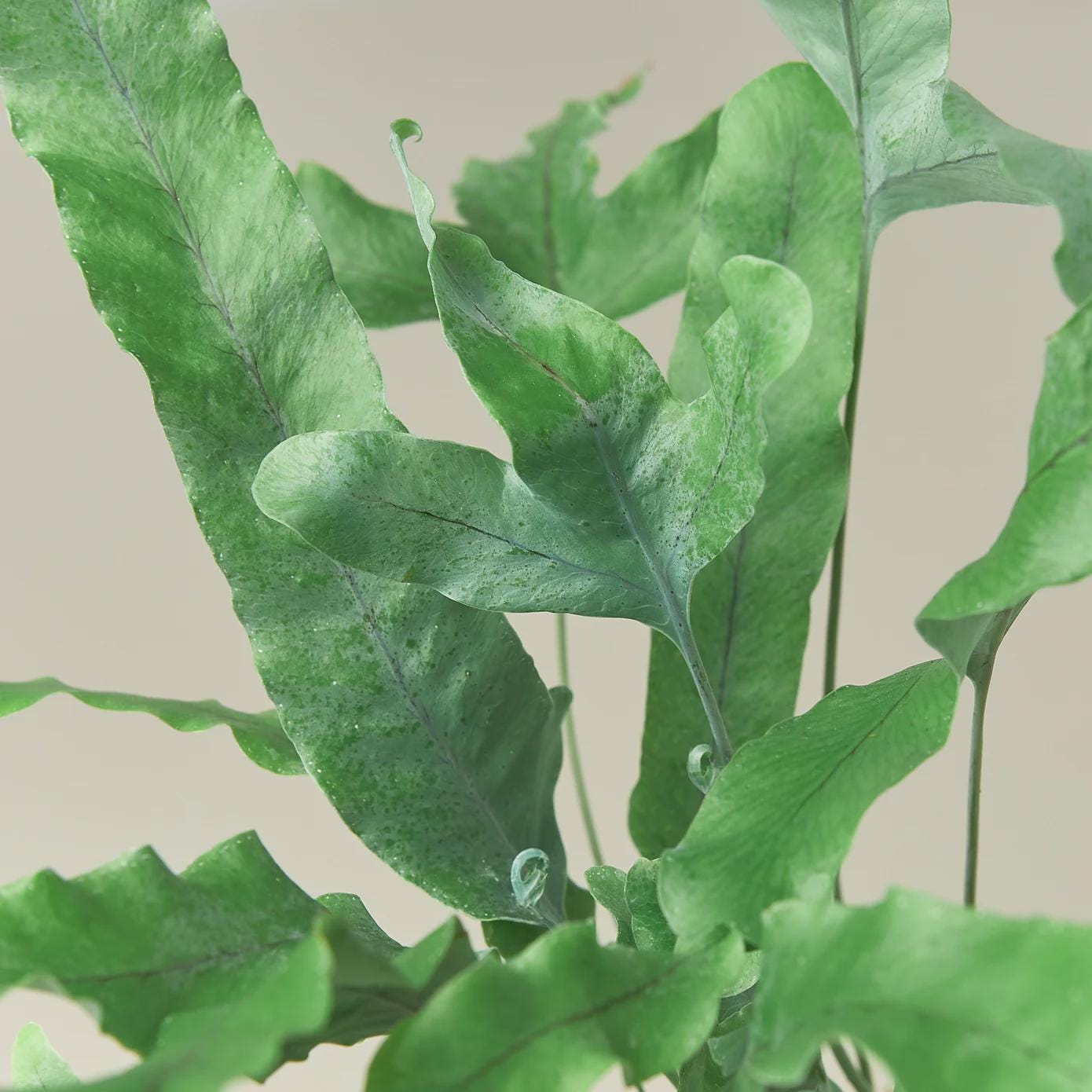 Fern 'Blue Star' Indoor Plants 4" Pot / Nursery Pot Austin Jungle Co.