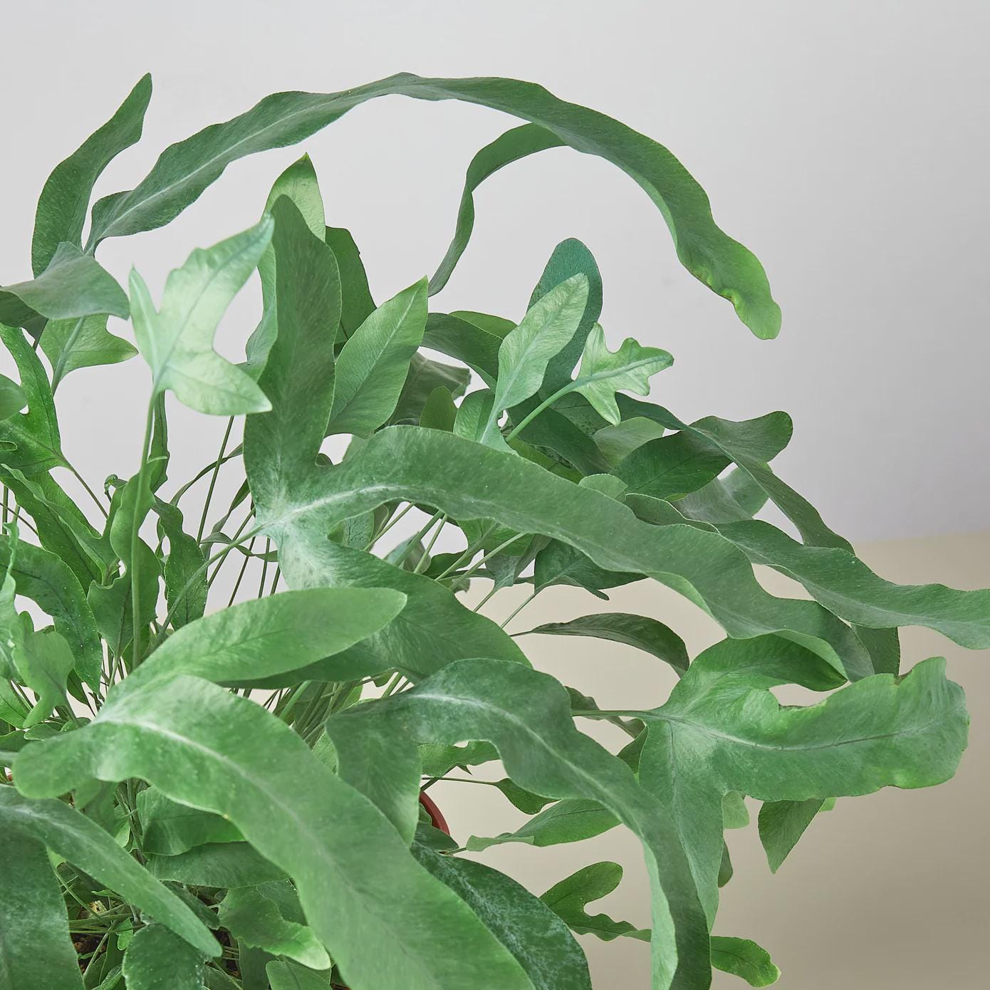 Fern 'Blue Star' Indoor Plants 4" Pot / Nursery Pot Austin Jungle Co.