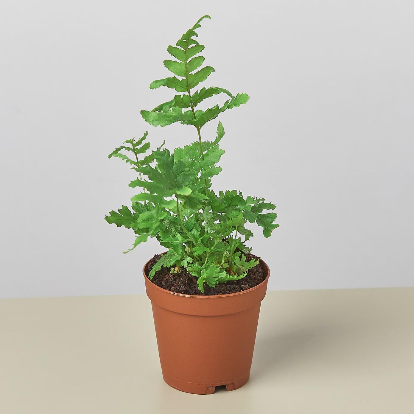 'Autumn' Fern Indoor Plants 4" Pot Austin Jungle Co.