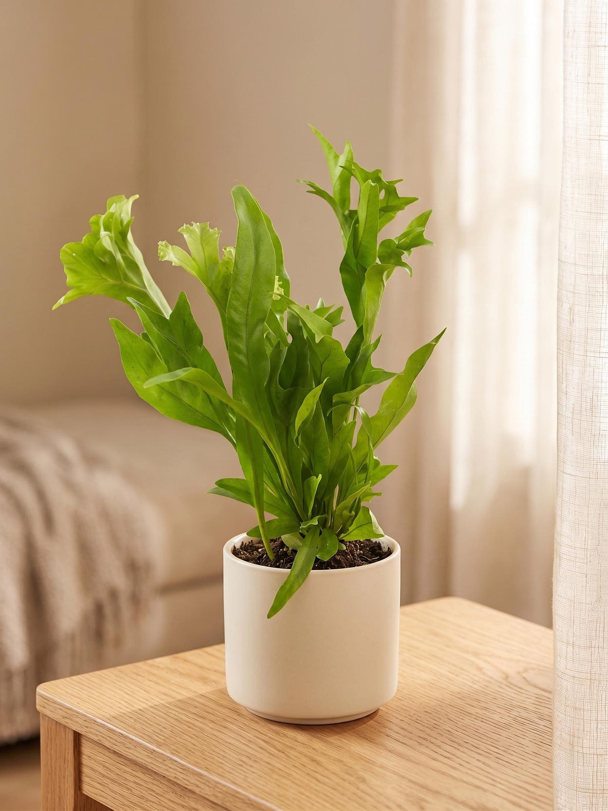 Fern 'Green Flame' Indoor Plants 4" Pot Austin Jungle Co.