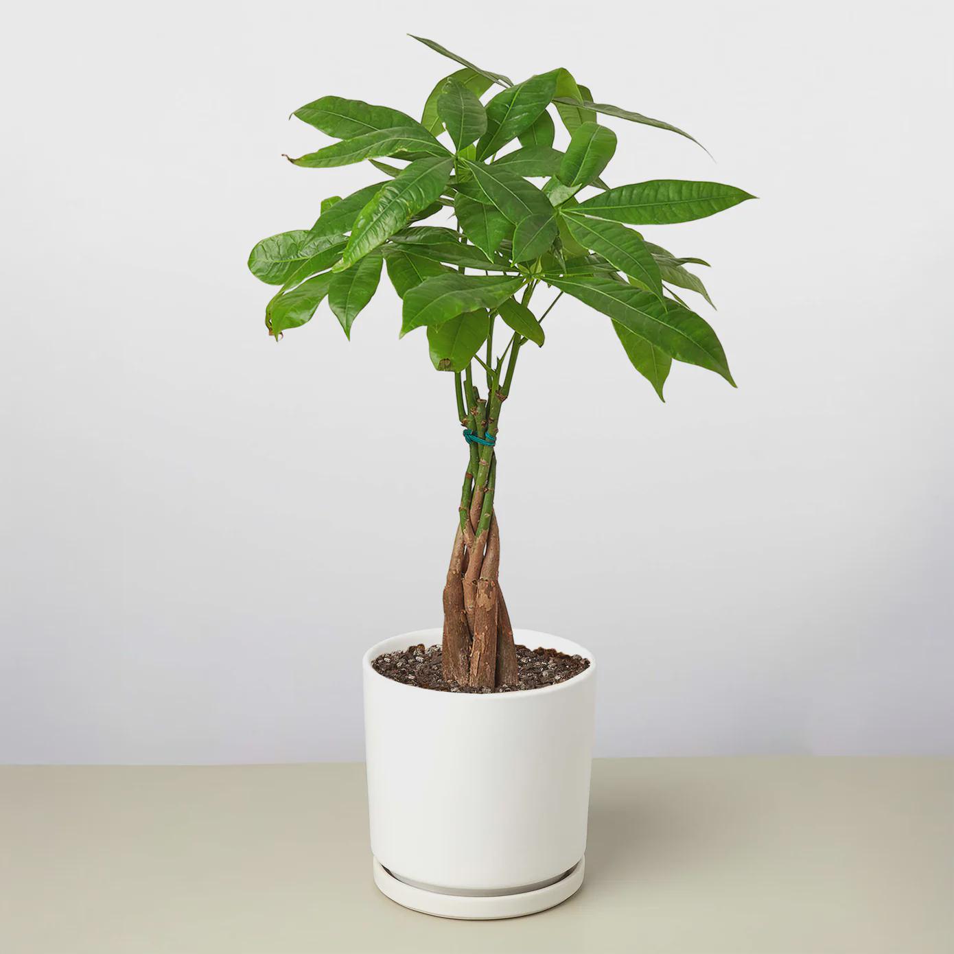 Money Tree 'Guiana Chestnut' Pachira Braid Indoor Plants 3" Pot / Nursery Pot Austin Jungle Co.