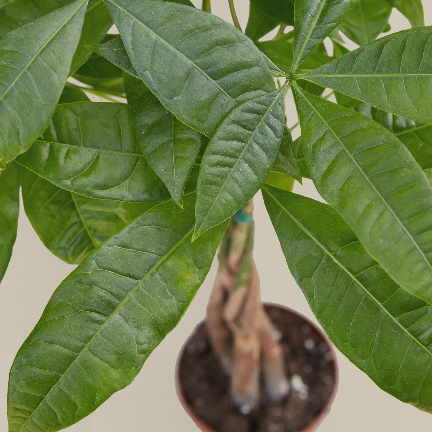 Money Tree 'Guiana Chestnut' Pachira Braid Indoor Plants 3" Pot / Nursery Pot Austin Jungle Co.