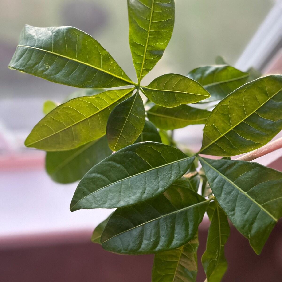 Money Tree 'Guiana Chestnut' Pachira Braid Indoor Plants 3" Pot / Nursery Pot Austin Jungle Co.