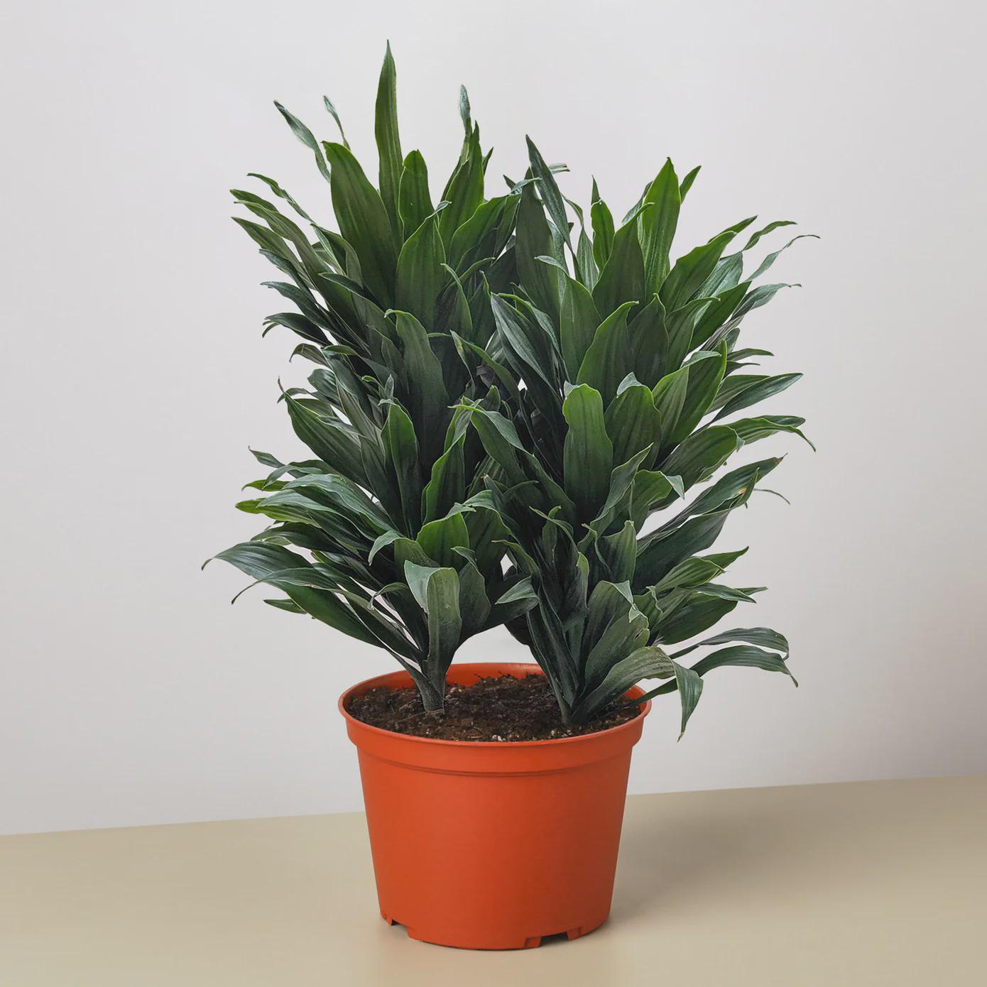 Dracaena 'Janet Craig' Indoor Plants 3" Pot Austin Jungle Co.