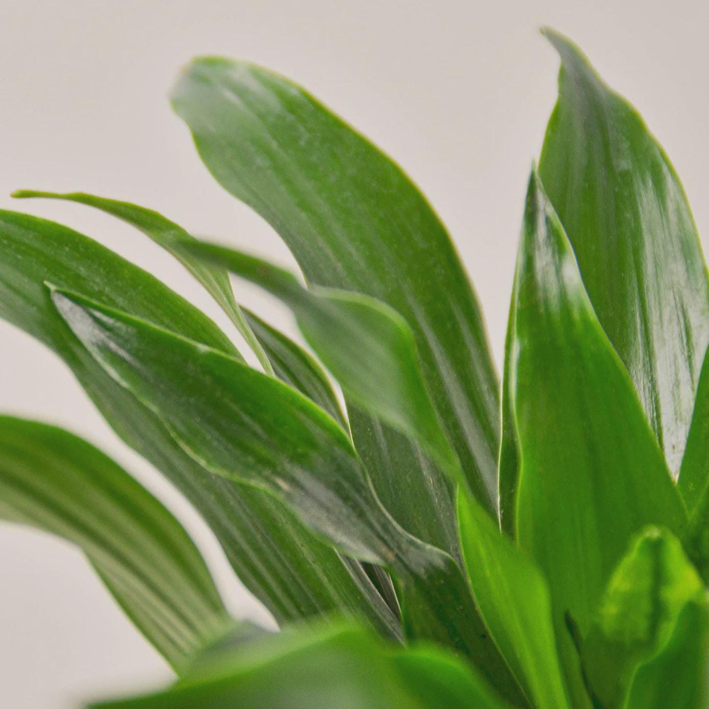 Dracaena 'Janet Craig' Indoor Plants 3" Pot Austin Jungle Co.