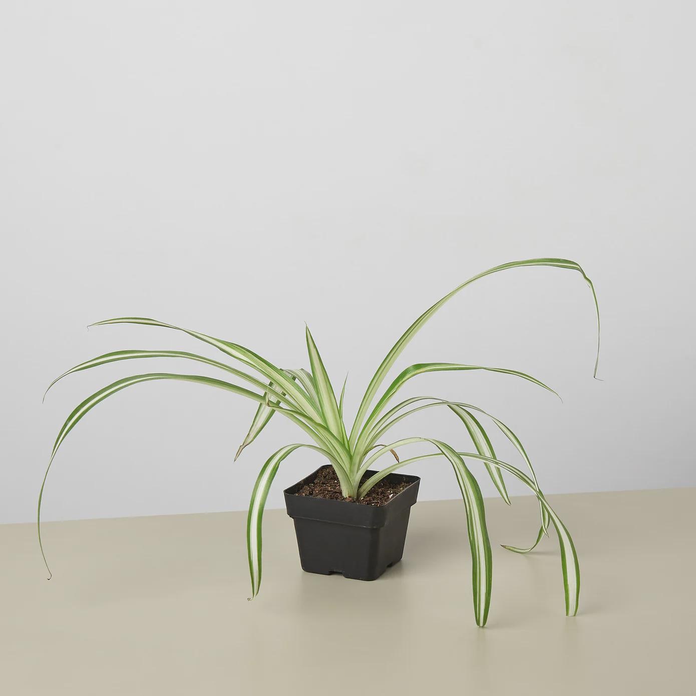 Spider Plant Reverse Default 3" Pot / Nursery Pot Austin Jungle Co.