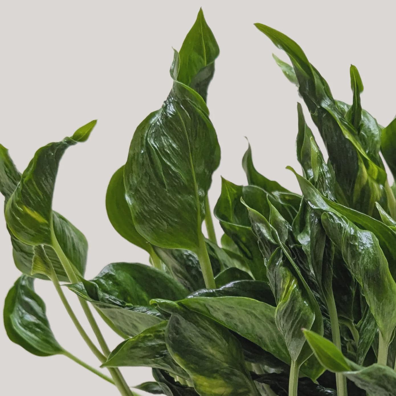Pothos 'Shangri La' 3" Pot Austin Jungle Co.