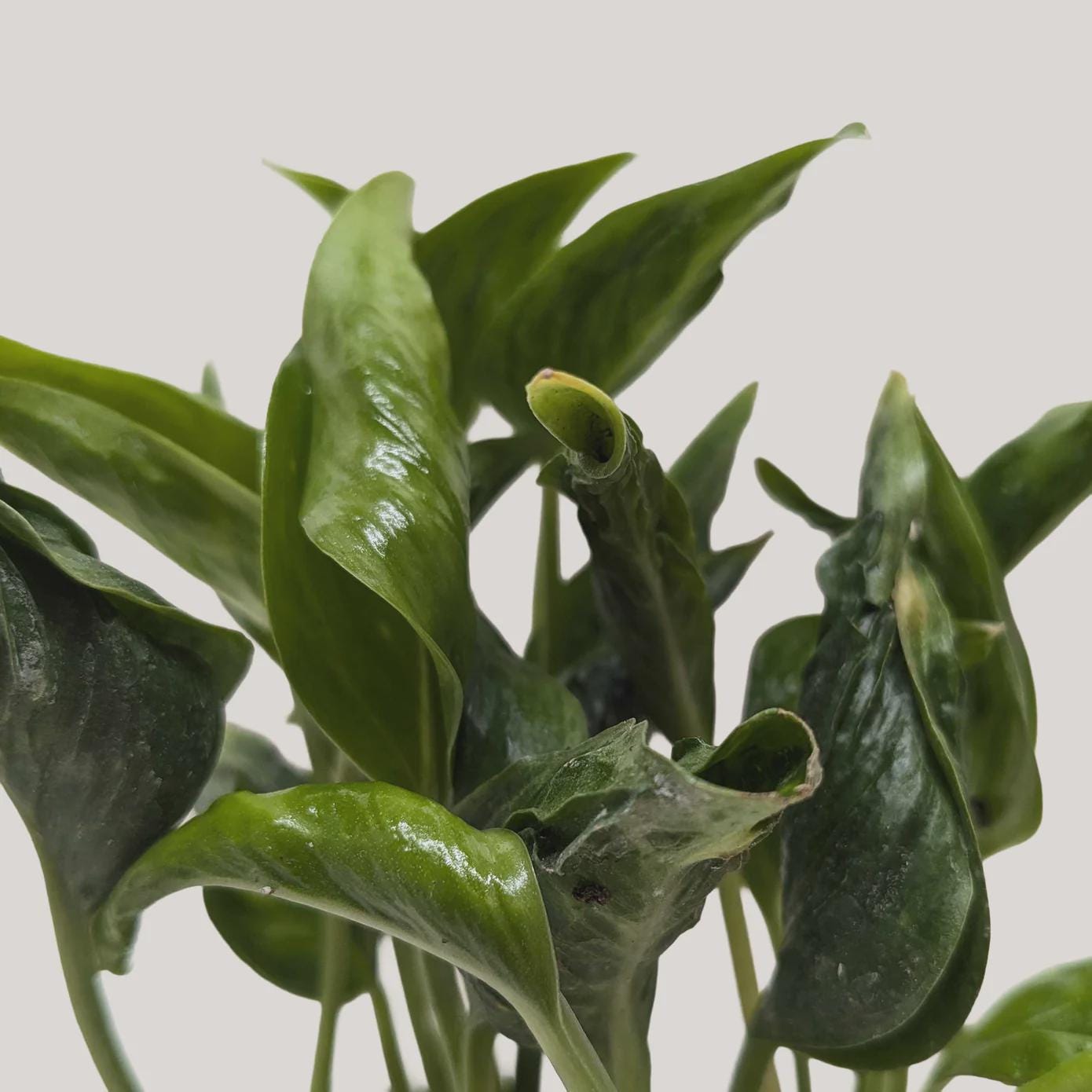 Pothos 'Shangri La' 3" Pot Austin Jungle Co.