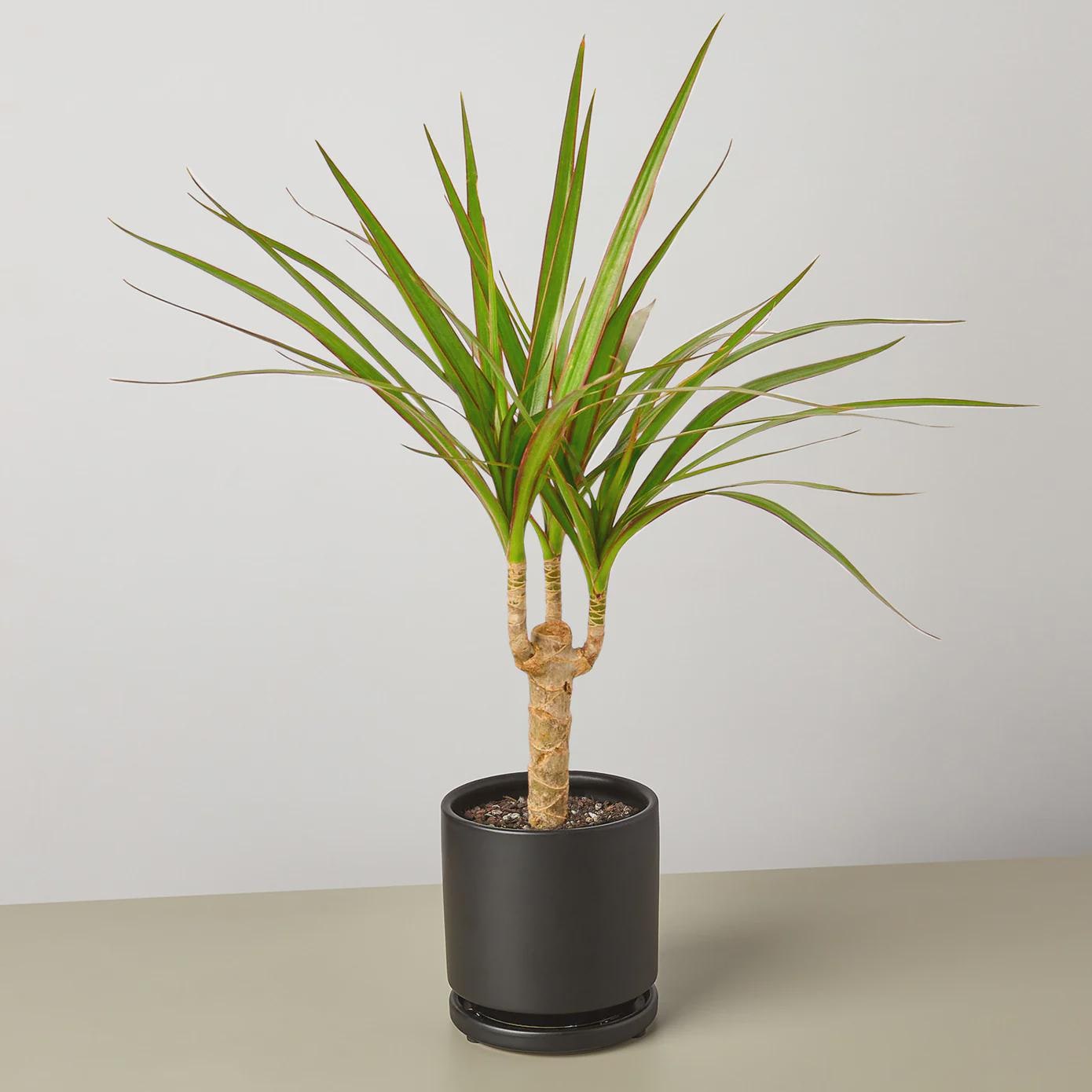 Dracaena Marginata Cane Indoor Plants 4" Pot / Nursery Pot Austin Jungle Co.