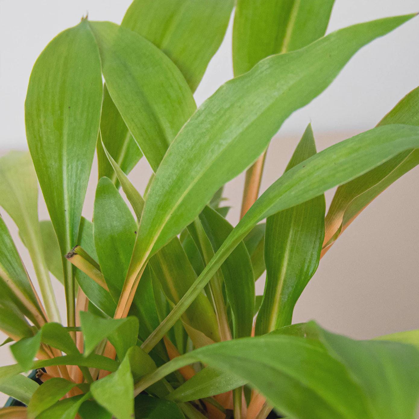 Spider Plant 'Fire Flash' Indoor Plants 4" Pot Austin Jungle Co.