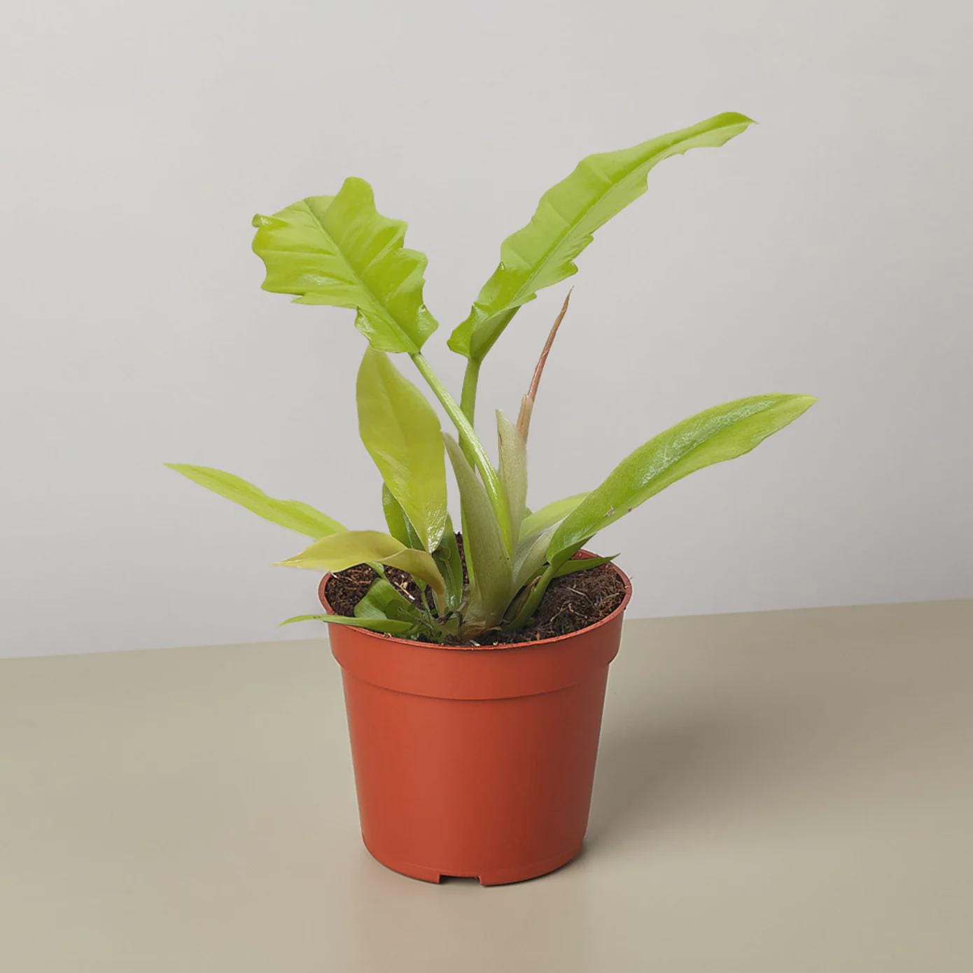 Philodendron 'Golden Crocodile' Indoor Plants 4" Pot Austin Jungle Co.