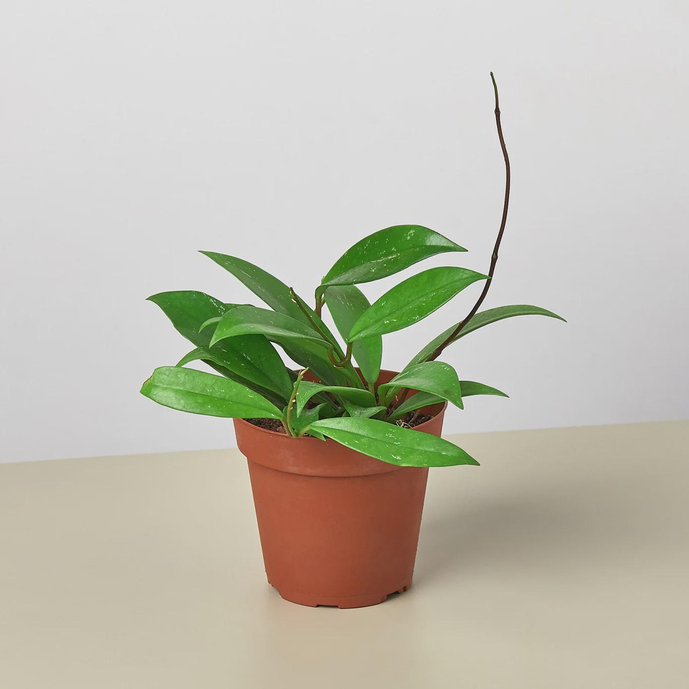 Hoya 'Publicalyx' 4" Pot Austin Jungle Co.