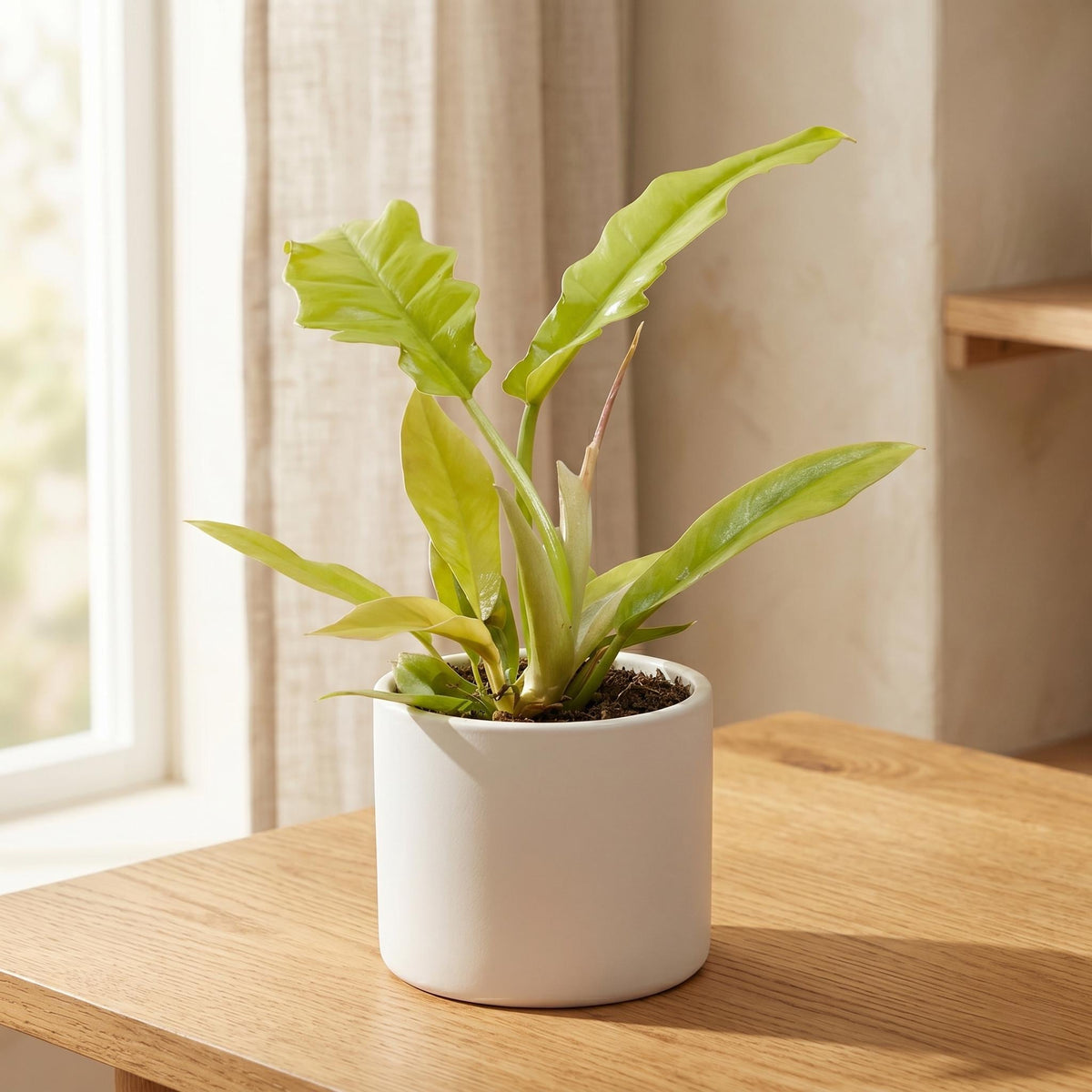 Philodendron 'Golden Crocodile' Indoor Plants 4" Pot Austin Jungle Co.