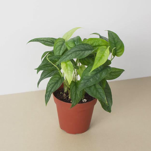 Monstera 'Siltepecana' 4" Pot Austin Jungle Co.