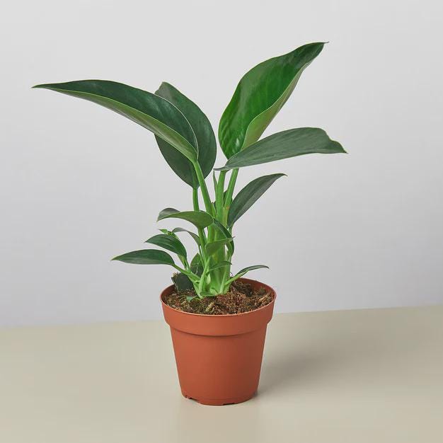 Philodendron 'Congo Green' 6" Plant 4" Pot Austin Jungle Co.