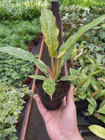 Philodendron Ring of Fire Variegated Indoor Plants 2" Pot Austin Jungle Co.