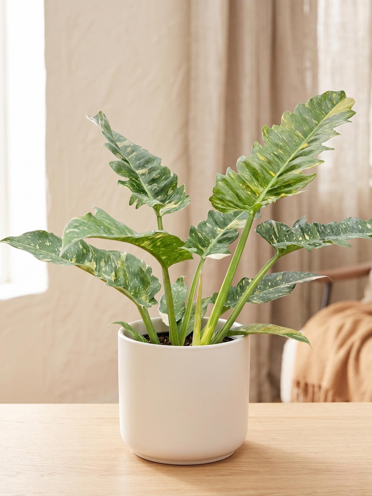 Philodendron Ring of Fire Variegated Indoor Plants 2" Pot Austin Jungle Co.