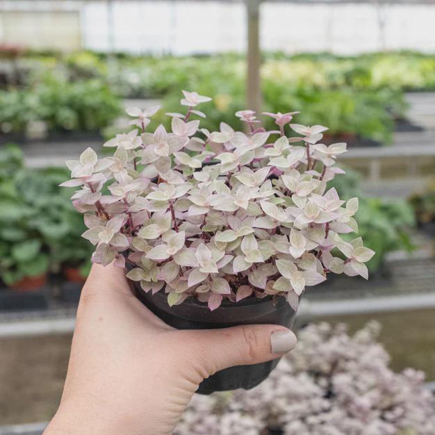 Tradescantia Callisia 'Pink Panther' Default 2" Pot Austin Jungle Co.