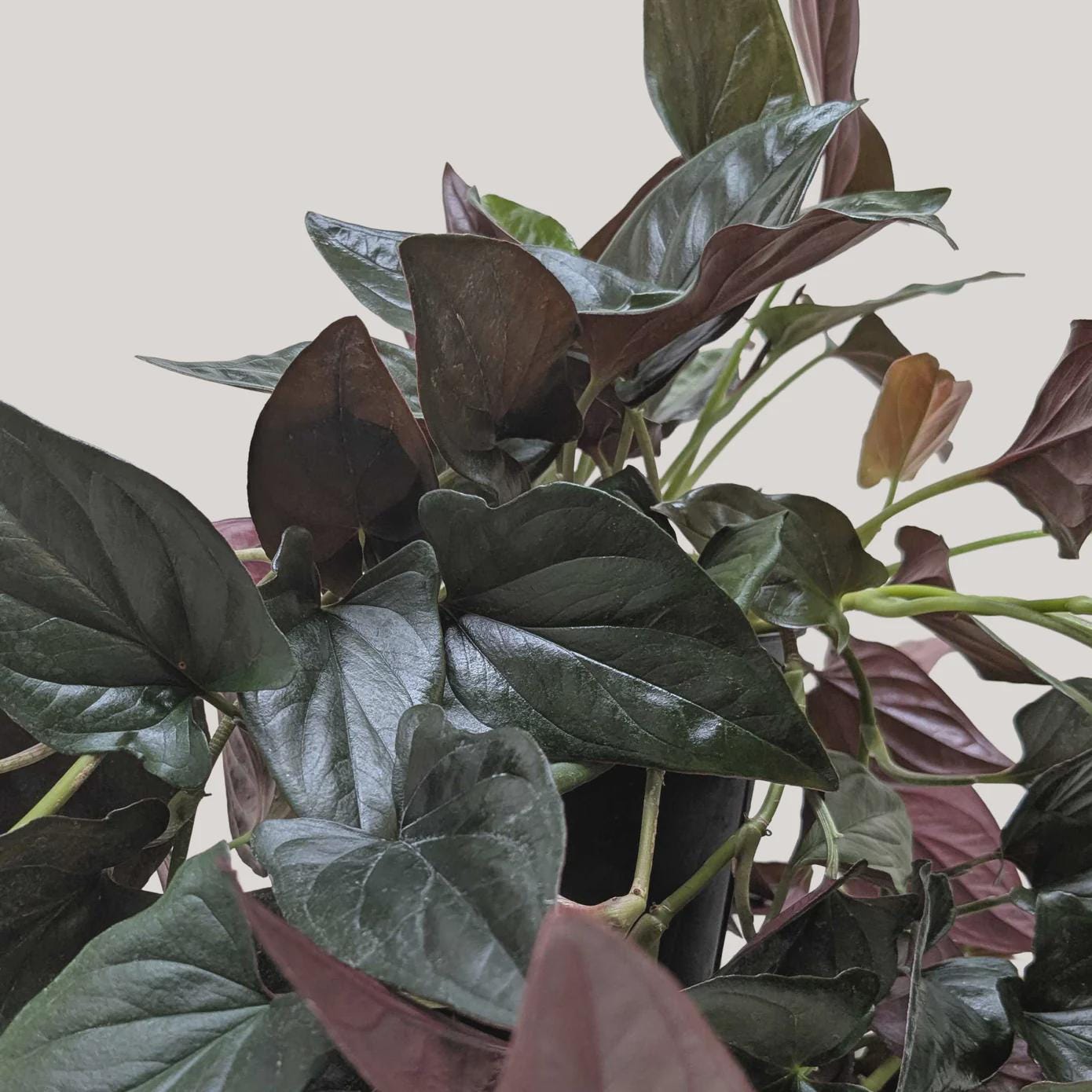 Syngonium 'Red Arrow' Indoor Plants 4" Pot Austin Jungle Co.