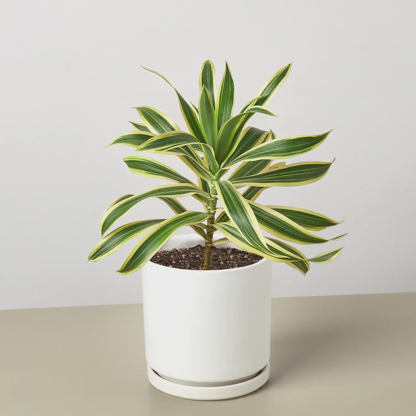 Dracaena 'Song of India' Indoor Plants 4" Pot / Nursery Pot Austin Jungle Co.