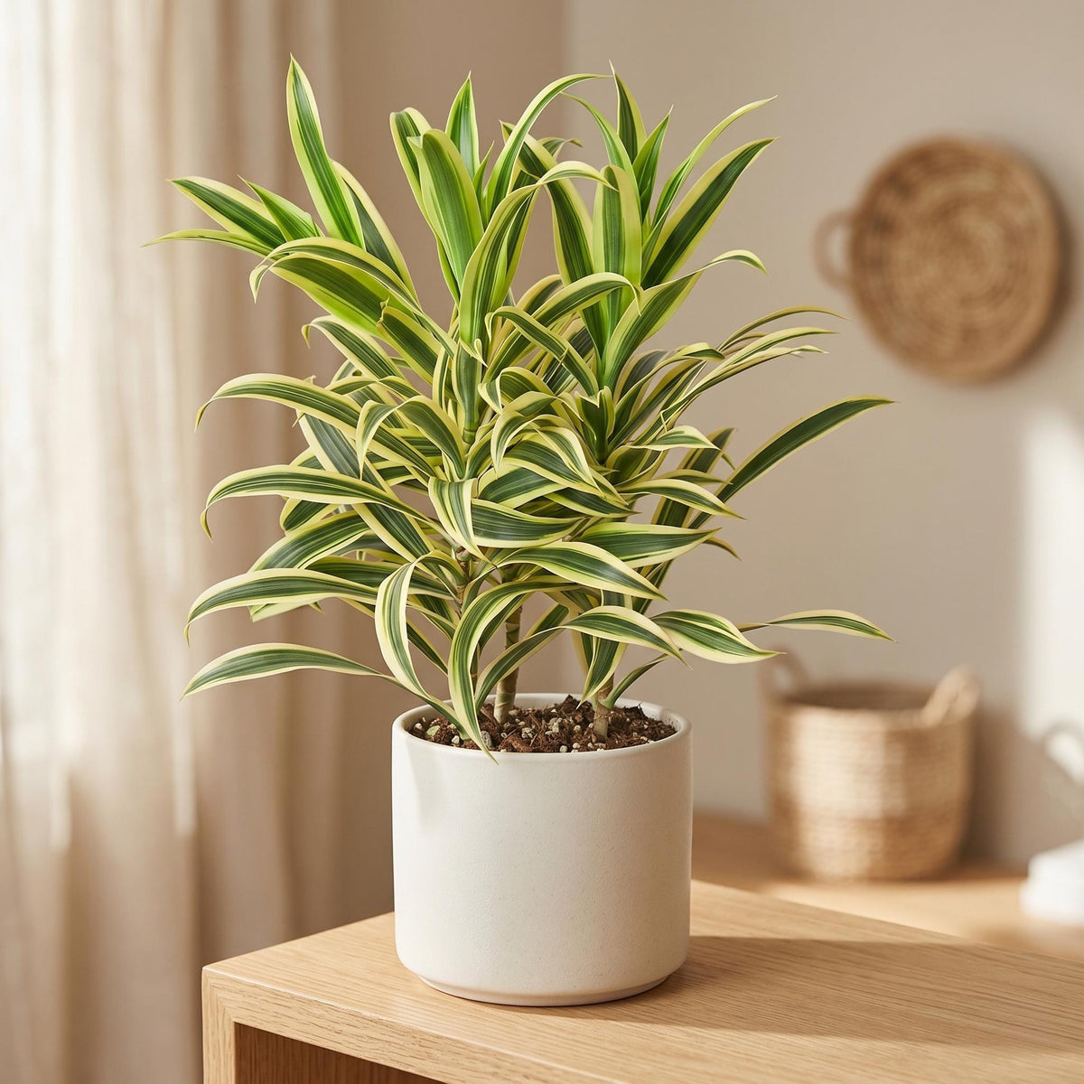 Dracaena 'Song of India' Indoor Plants 4" Pot / Nursery Pot Austin Jungle Co.