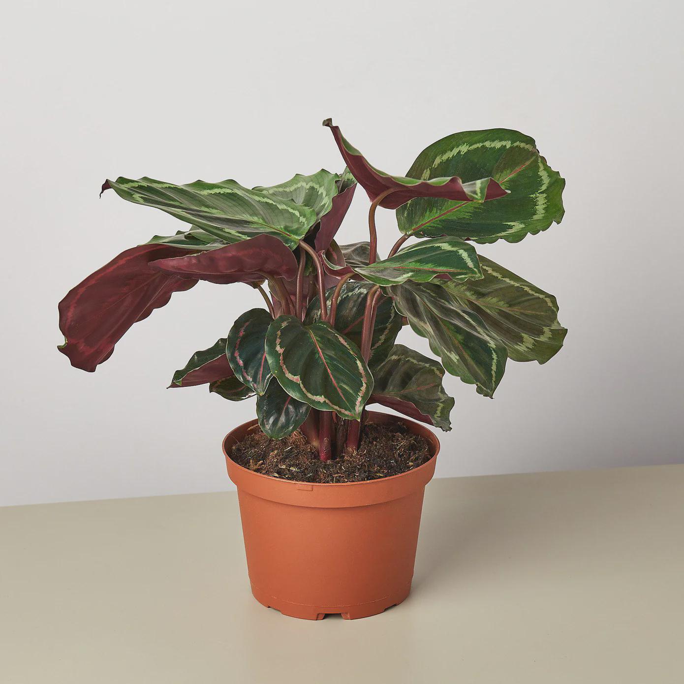 Calathea Roseopicta 'Medallion' Indoor Plants 4" Pot / Nursery Pot Austin Jungle Co.