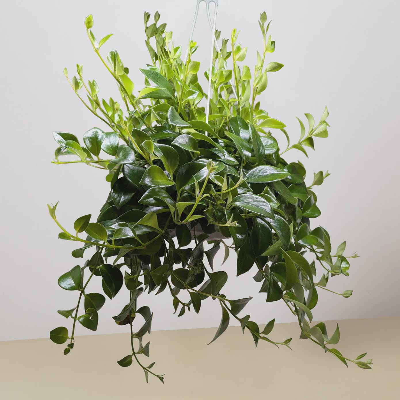 Lipstick Plant 4" Plant 3" Pot Austin Jungle Co.