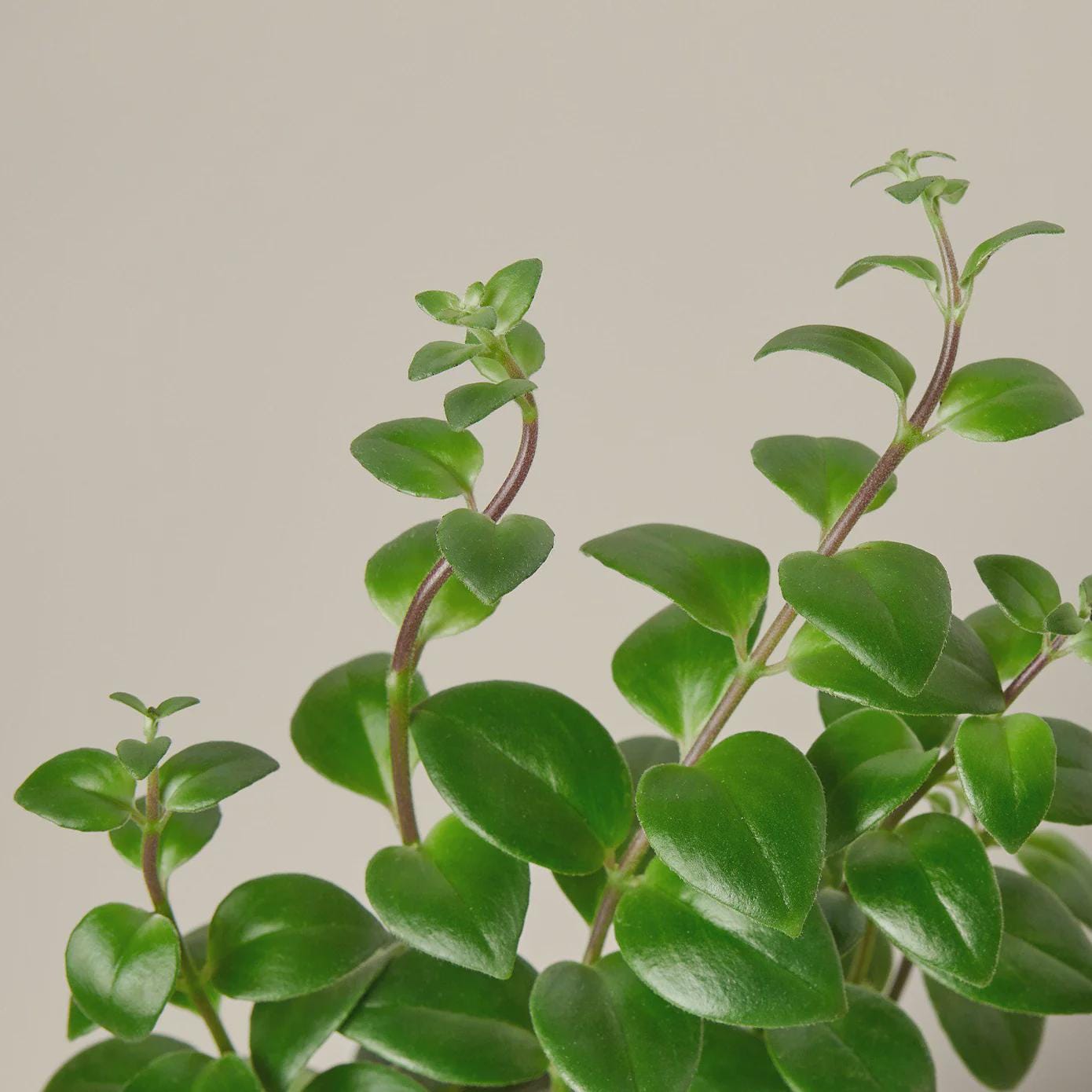 Lipstick Plant 4" Plant 3" Pot Austin Jungle Co.