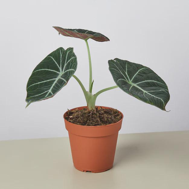 Alocasia Reginula 'Black Velvet' Indoor Plants 4" Pot Austin Jungle Co.