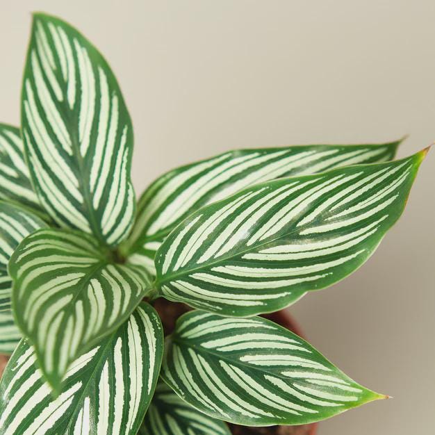 Calathea 'Vittata' Indoor Plants 4" Pot Austin Jungle Co.