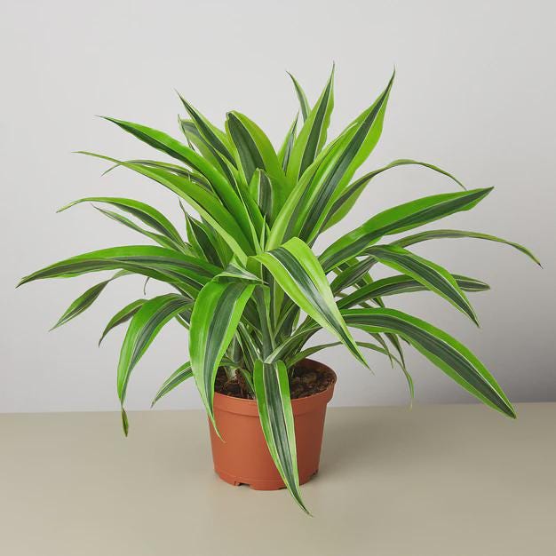 Dracaena 'Lemon Lime' Indoor Plants 4" Pot Austin Jungle Co.