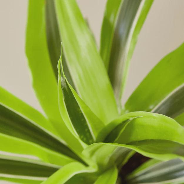 Dracaena 'Lemon Lime' Indoor Plants 4" Pot Austin Jungle Co.