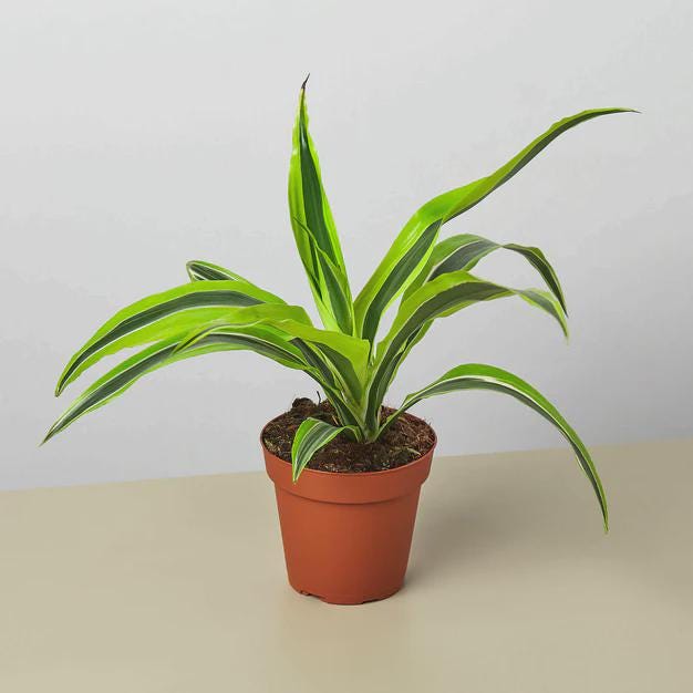 Dracaena 'Lemon Lime' Indoor Plants 4" Pot Austin Jungle Co.