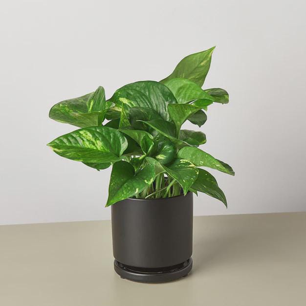 Pothos 'Golden' Indoor Plants 3" Pot / Nursery Pot Austin Jungle Co.
