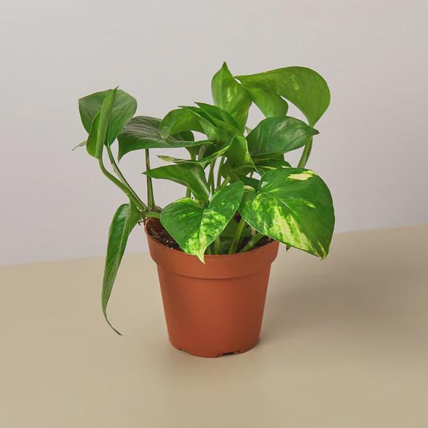 Pothos 'Golden' Indoor Plants 4" Pot / Nursery Pot Austin Jungle Co.