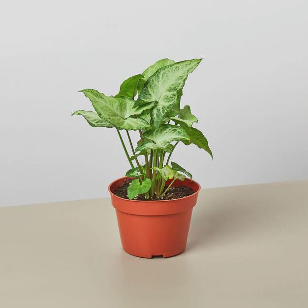 Syngonium White Butterfly 4" Plant 3" Pot Austin Jungle Co.