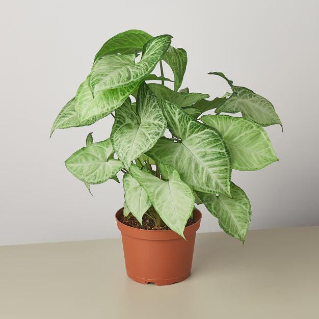 Syngonium White Butterfly 4" Plant 3" Pot Austin Jungle Co.