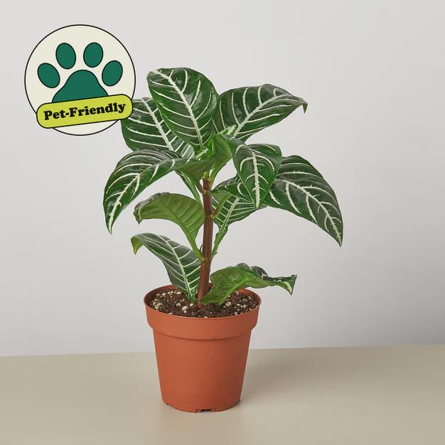 Zebra 'Aphelandra' Indoor Plants 4" Pot Austin Jungle Co.