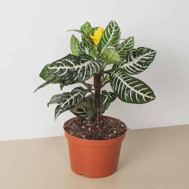 Zebra 'Aphelandra' Indoor Plants 4" Pot Austin Jungle Co.