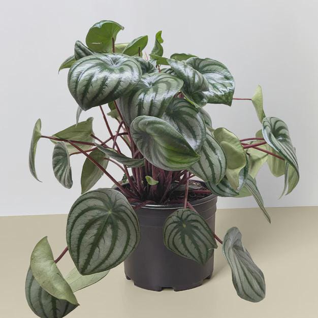 Peperomia Watermelon Indoor Plants 8" Pot / Terra Cotta Eco Pot Austin Jungle Co.