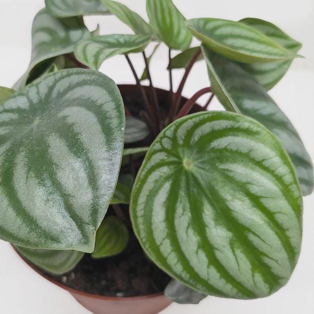 Peperomia Watermelon Indoor Plants 4" Pot / Terra Cotta Eco Pot Austin Jungle Co.