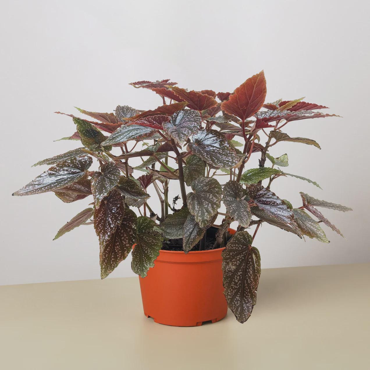 Begonia 'Corallina' Indoor Plants 6" Pot Austin Jungle Co.