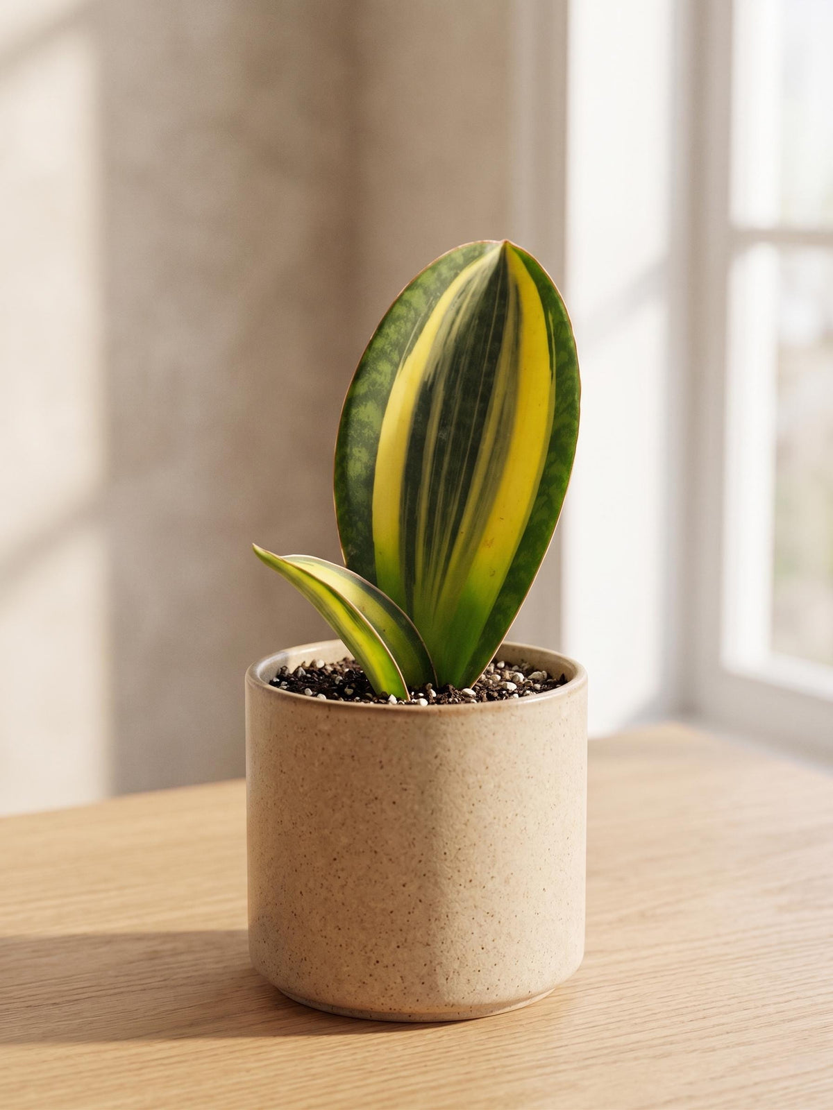 Variegated Shark Fin Snake Plant 4" Pot Austin Jungle Co.