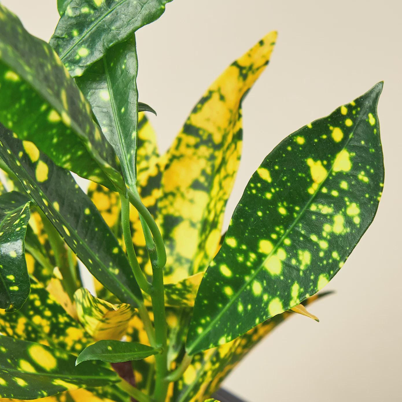 Croton 'Gold Dust' Indoor Plants 3" Pot Austin Jungle Co.