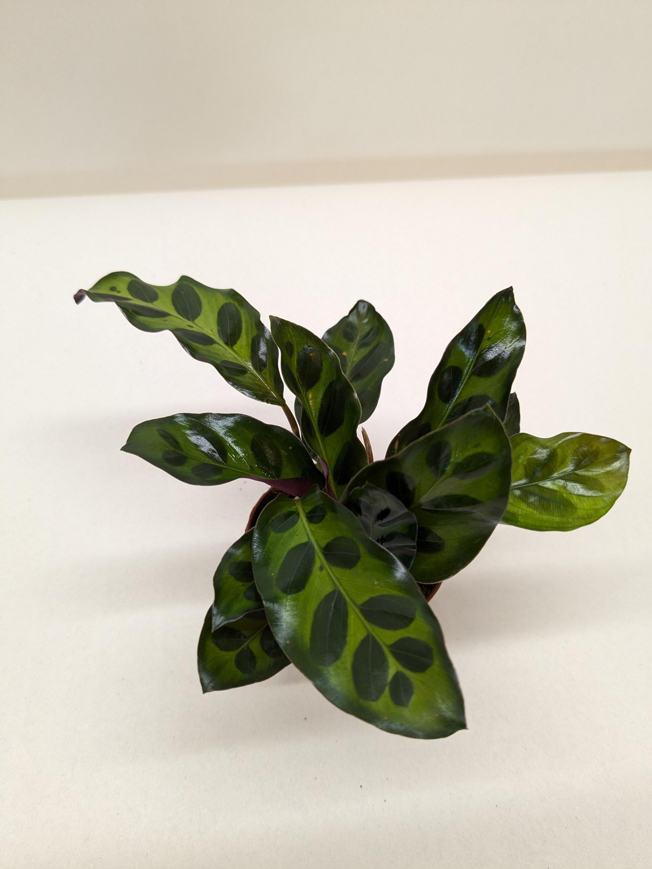 Calathea Lancifolia 'Rattlesnake' Indoor Plants 2" Pot / Nursery Pot Austin Jungle Co.