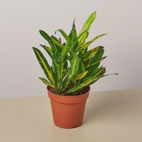 Croton 'Sunny Star' Indoor Plants 4" Pot Austin Jungle Co.