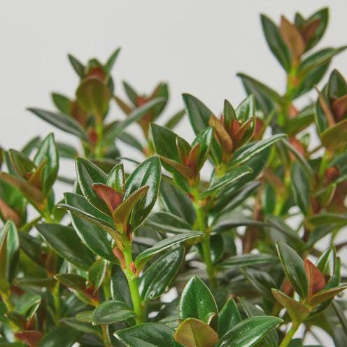 Nematanthus Black Goldfish Plant Default 4" Pot Austin Jungle Co.