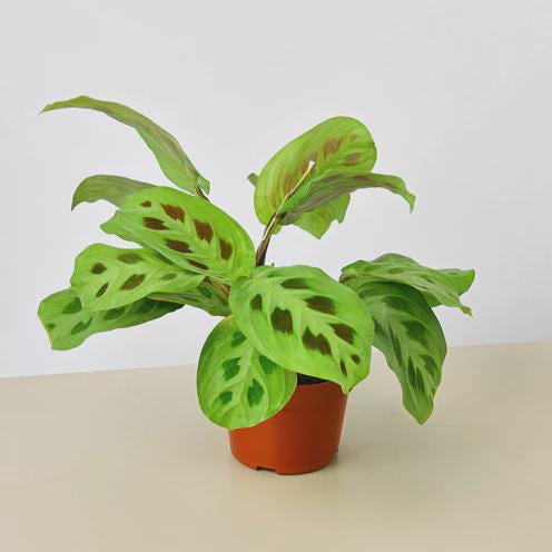 Maranta 'Leuconeura' 4" Plant (1pk/$2) ($6 Ship/15oz) 3" Pot Austin Jungle Co.