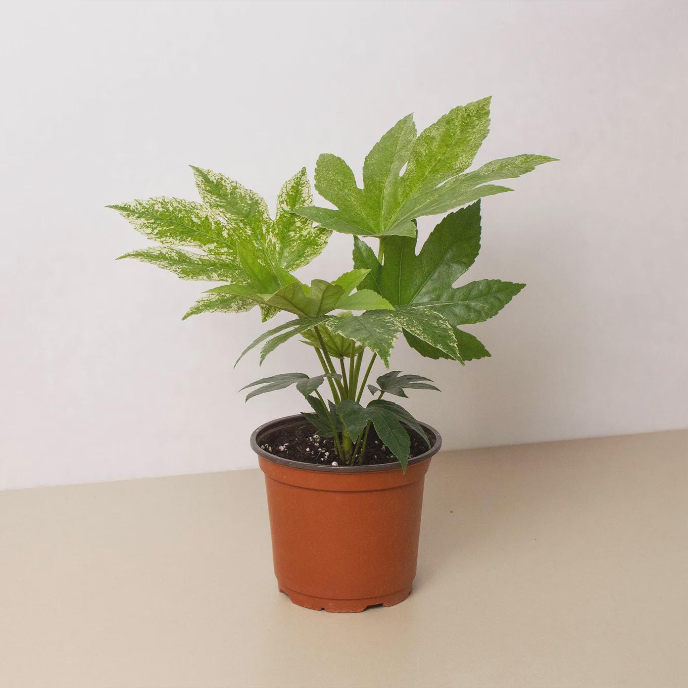 Fatsia 'Spider's Web' Indoor Plants 6" Pot Austin Jungle Co.